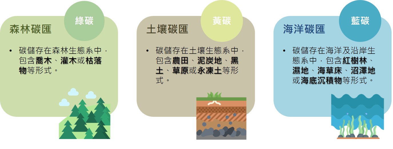 carbon_sink_info