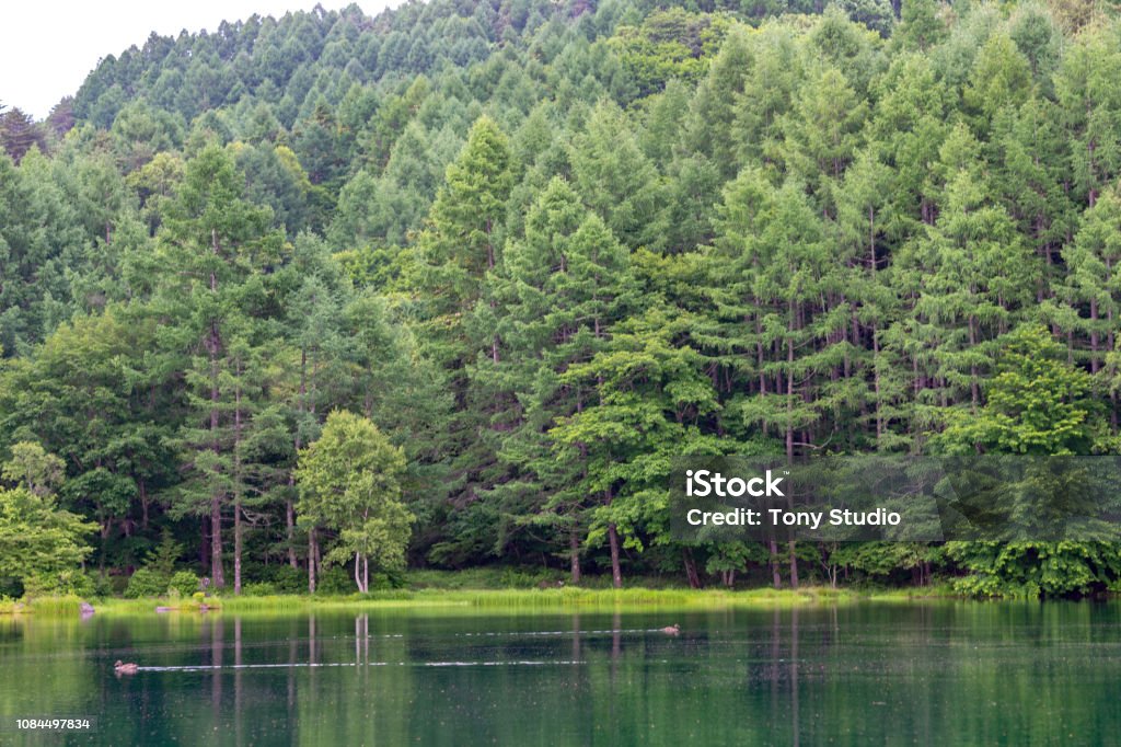 green_carbon